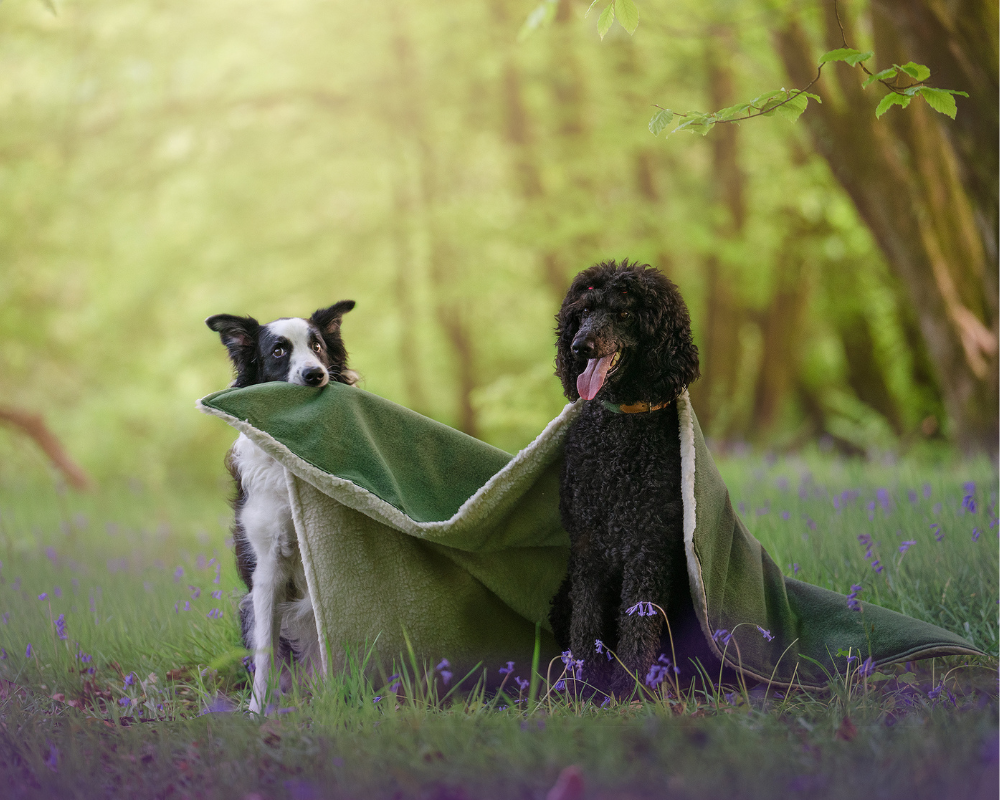 A collie and a poodle share a Richmond dog blanket in a bluebell forest