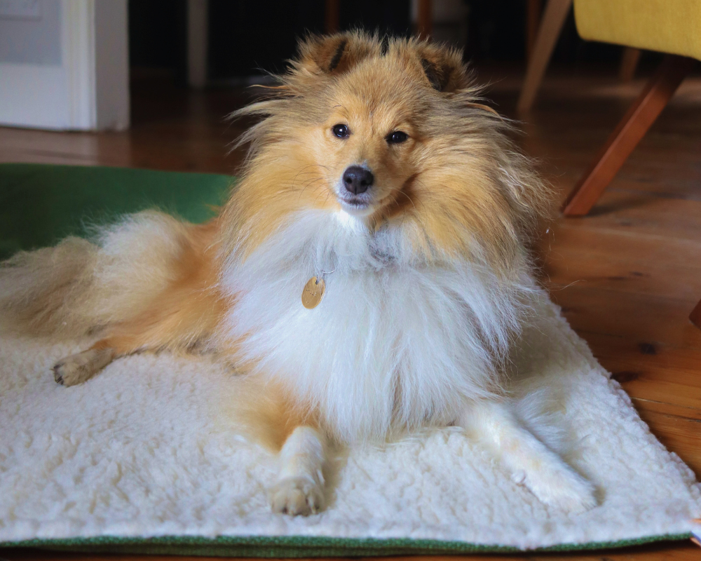 A little Sheltie dog sits on the faux fur side of the Richmond dog blanket