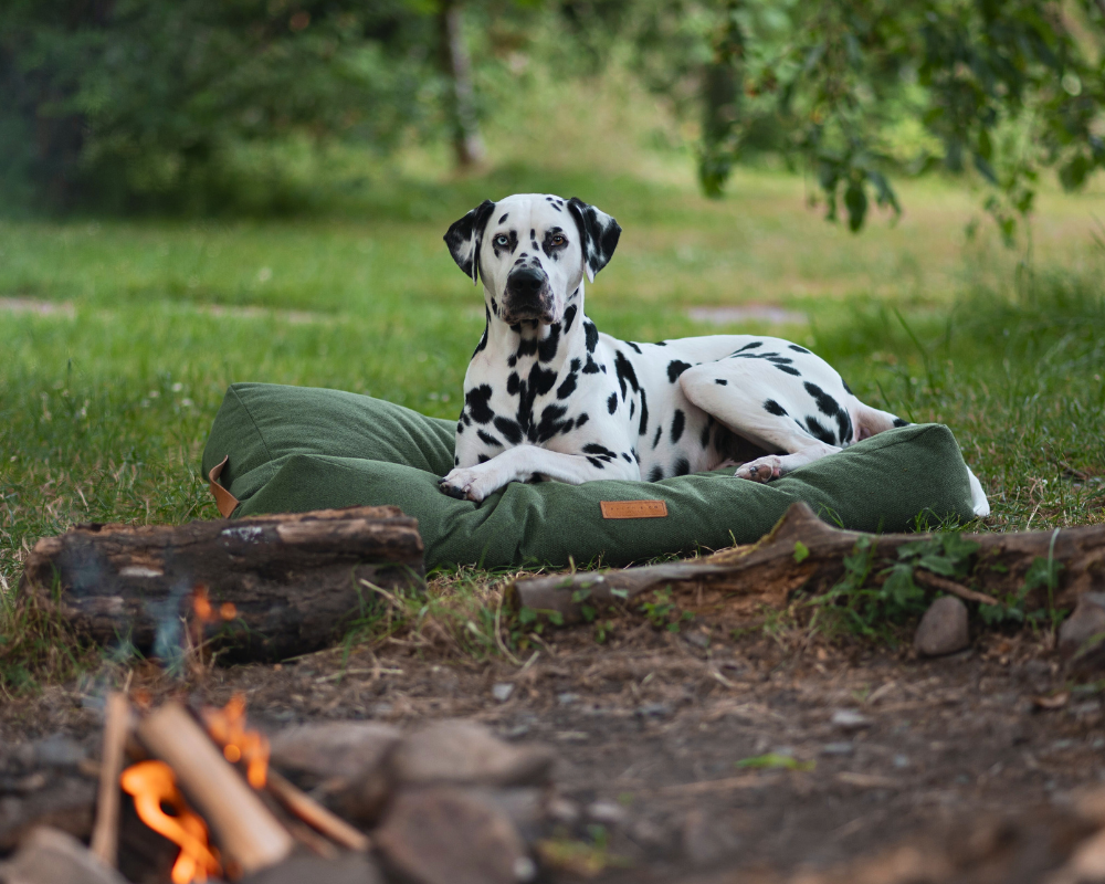 A Dalmatian sits on a Richmond nest bed by the campfire