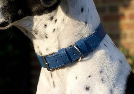 Royal Blue Leather Dog Collar - Ralph & Co