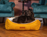 A small black dog sits in a Sandringham nest bed in a fancy living room