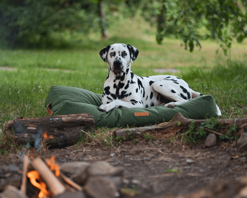 Stonewash Pillow Dog Bed | Richmond - Ralph & Co