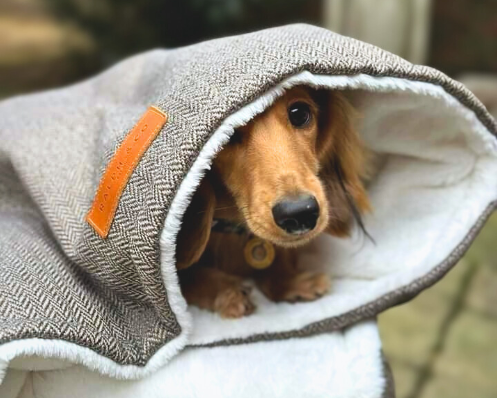 A long haired Dachshund snoozes inside a luxury Lincoln dog blanket