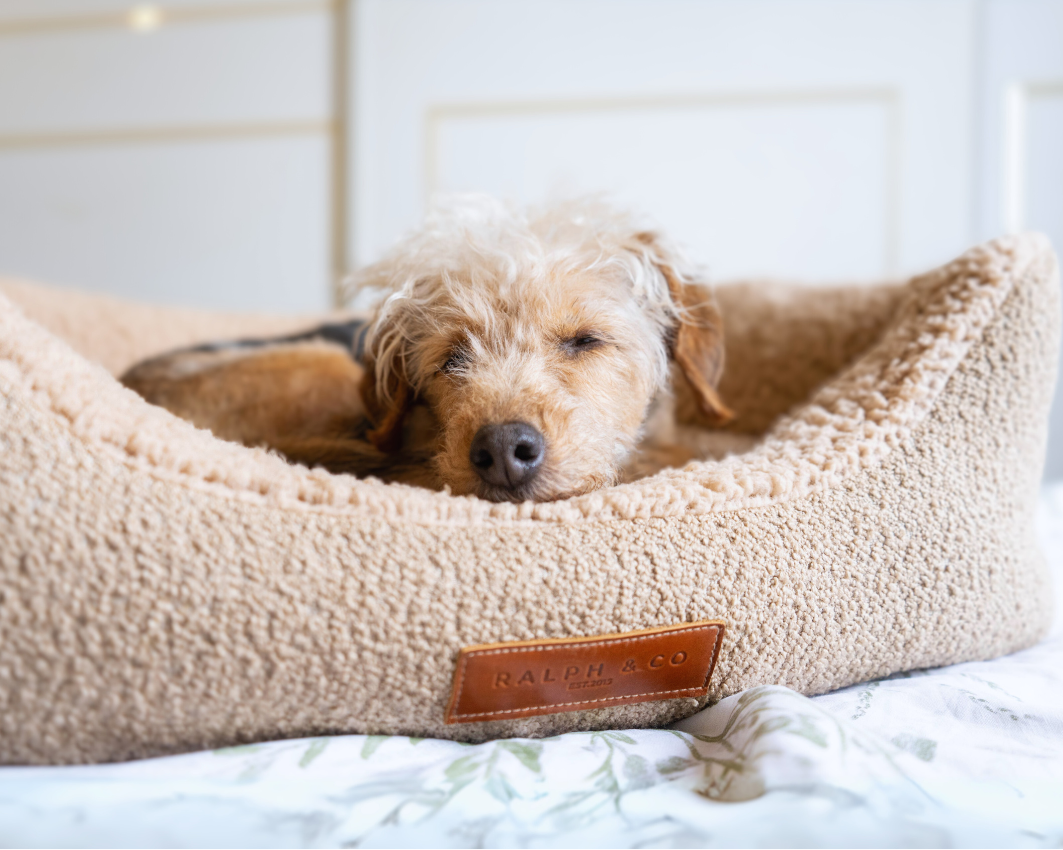 A curly poodle sleeps in the Teddington nest bed