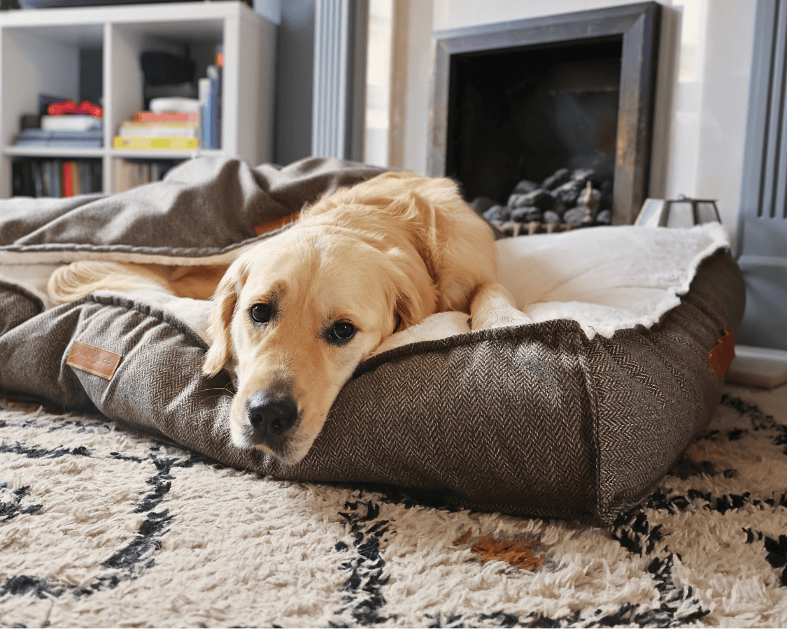 Tweed Pillow Dog Bed | Lincoln - Ralph & Co