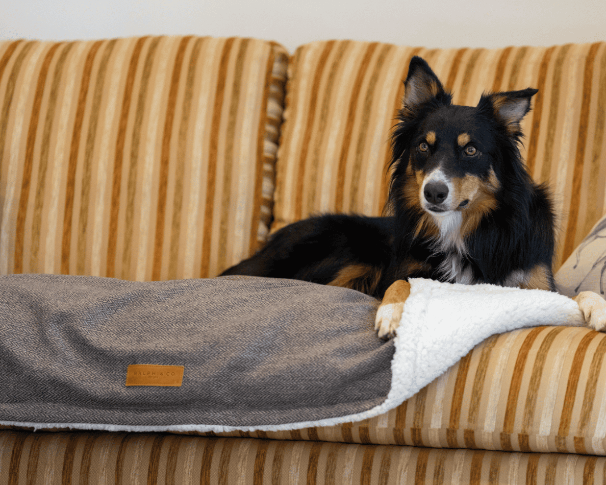 Tweed Pillow Dog Bed | Lincoln - Ralph & Co