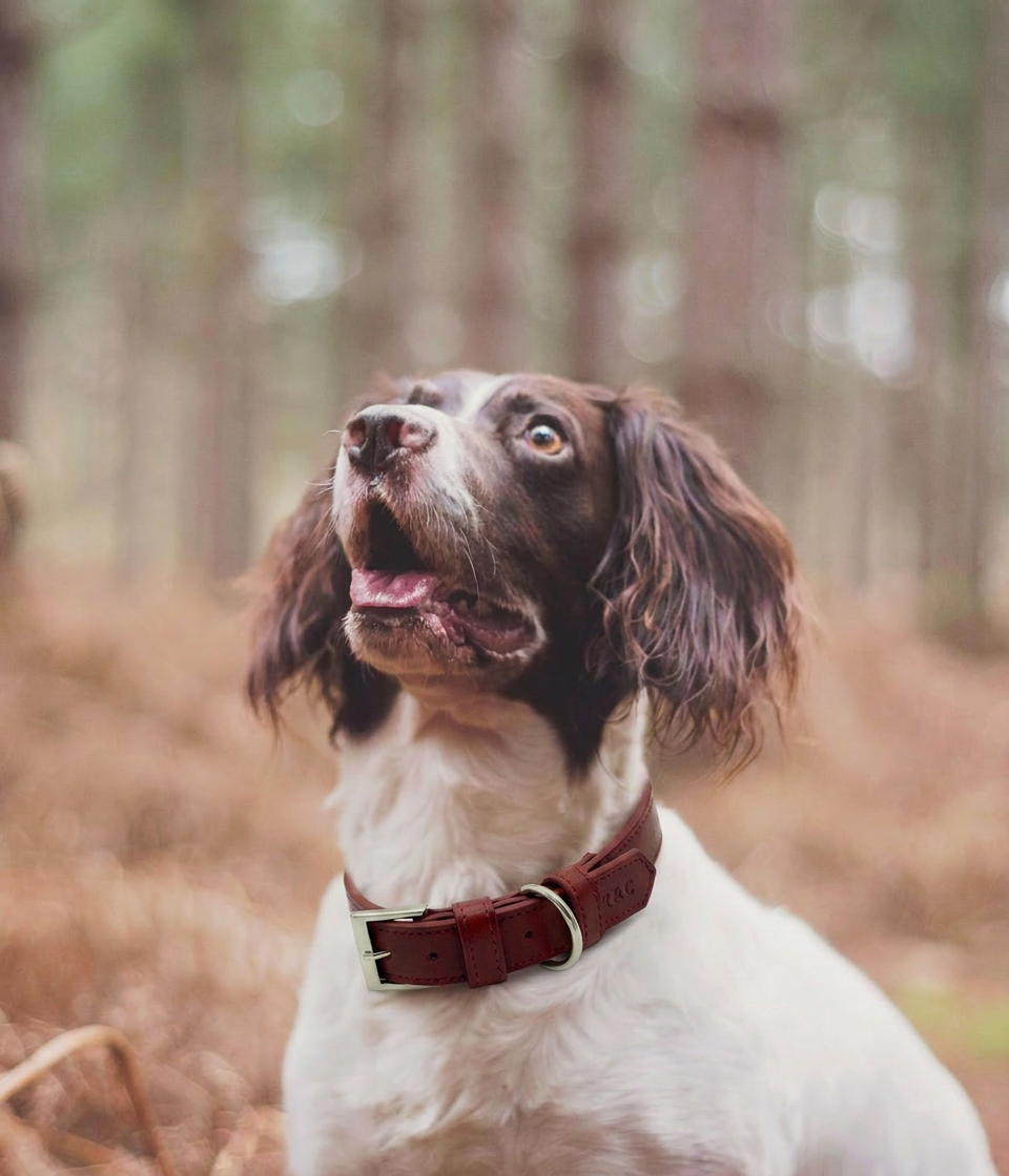 Dog with a brown collar in a forest setting