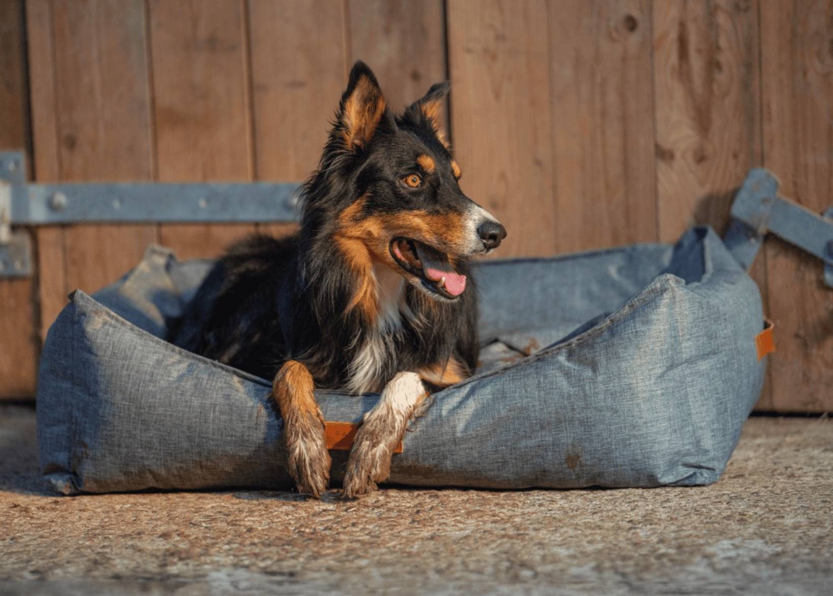 Waterproof Dog Bed | Windsor - Ralph & Co