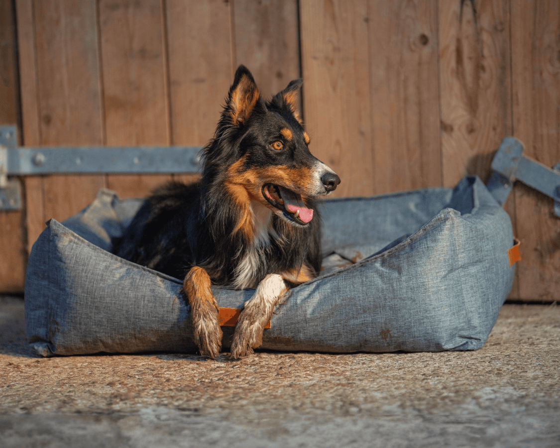 Waterproof Dog Bed | Windsor - Ralph & Co