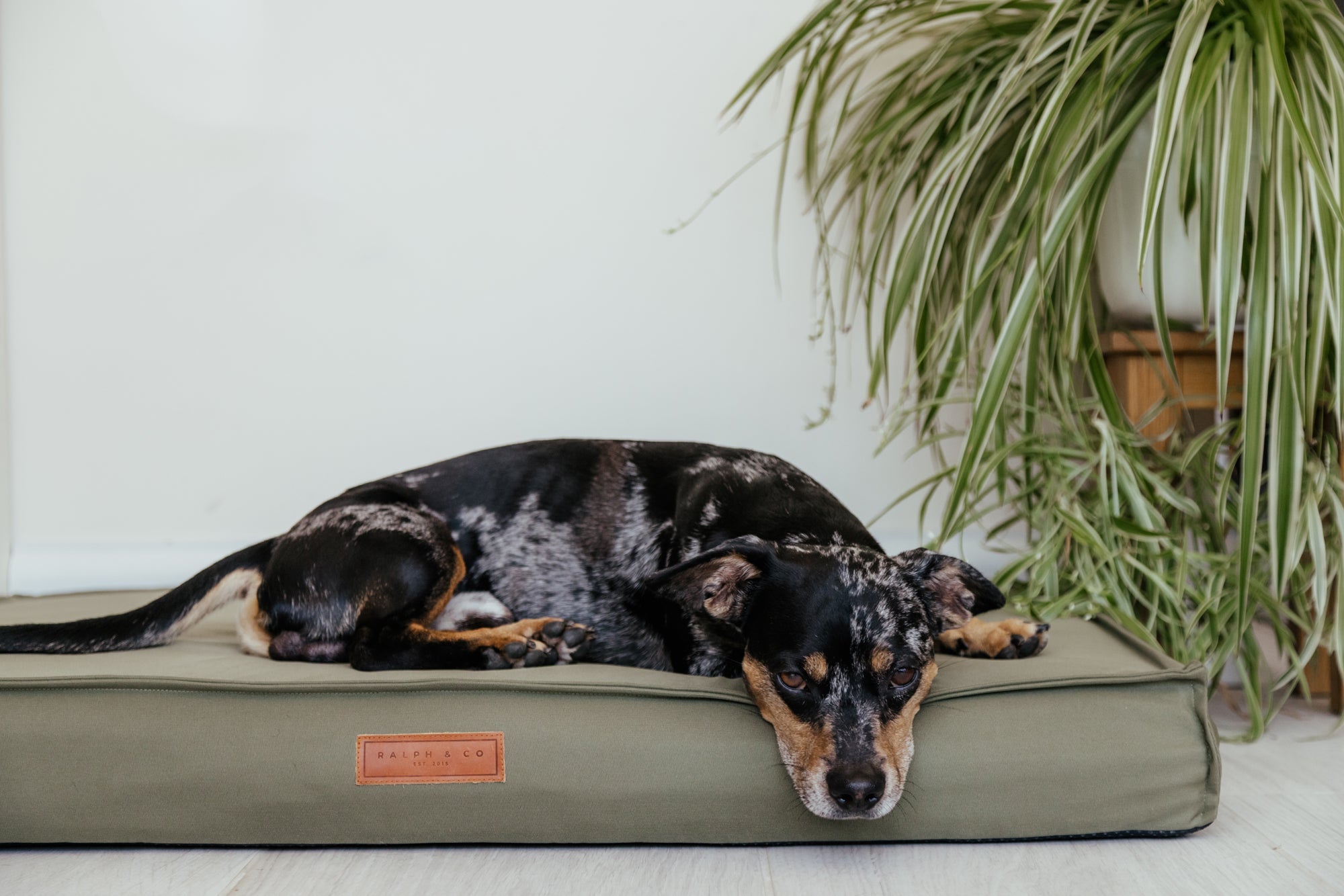 Waterproof & Memory Foam Dog Bed With Removable Covers | Henley - Ralph & Co