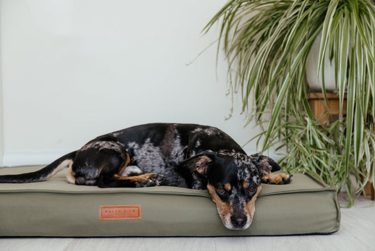 Waterproof & Memory Foam Dog Bed With Removable Covers | Henley - Ralph & Co