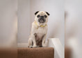 Load image into Gallery viewer, Yellow Leather Dog Collar - Ralph & Co
