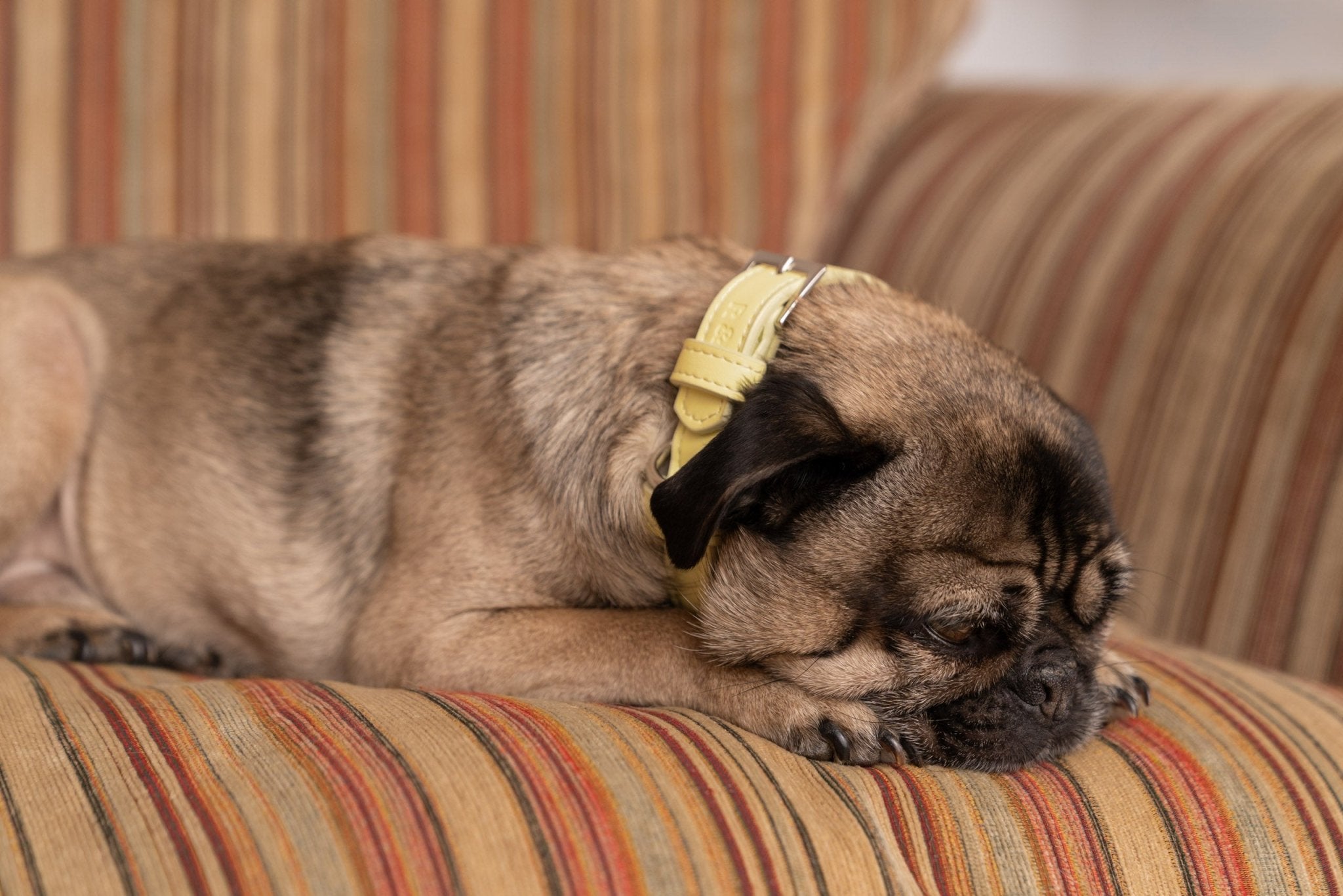 Yellow Eco Leather Dog Collar - Ralph & Co