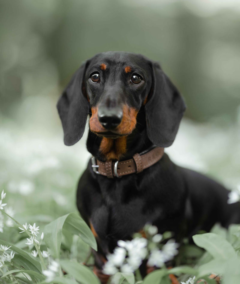 Dachshund with brown collar