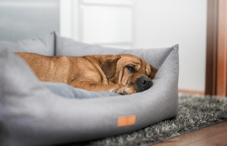 Chenille Dog Bed - Dalton Nest, Ralph & Co