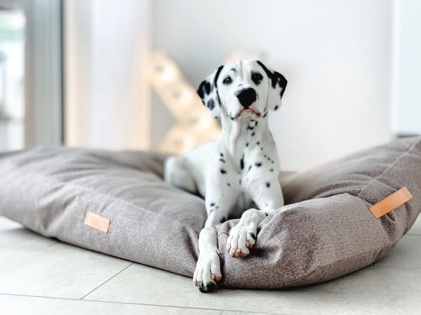Dalmatian on grey bed