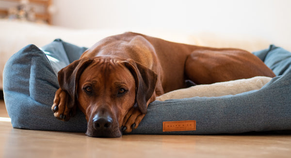 Chenille Nest Dog Bed | Rayleigh