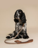 Dog with brown collar & matching lead