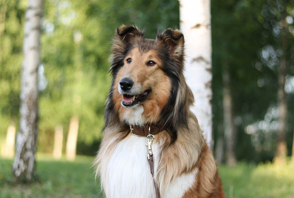 Rough Collie with Leather Dog Collar