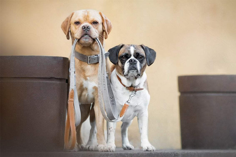 Ralph and Co Nubuck Dog Collar - Garda